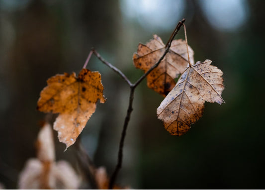 Autumn Leaves Archival Quality Photograph