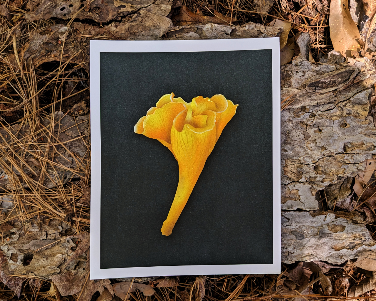 We Shall by Morning Inherit the Earth Archival Print