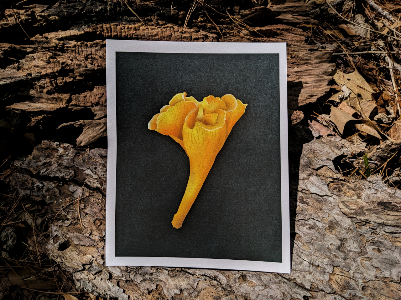 We Shall by Morning Inherit the Earth Archival Print