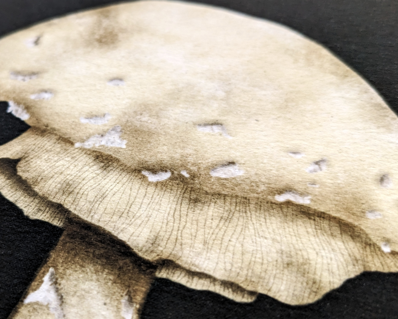 Ghost of the Forest Floor Archival Print