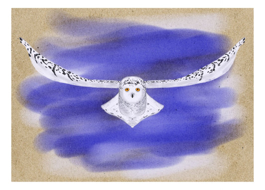 Soaring Snow Owl Illustration
