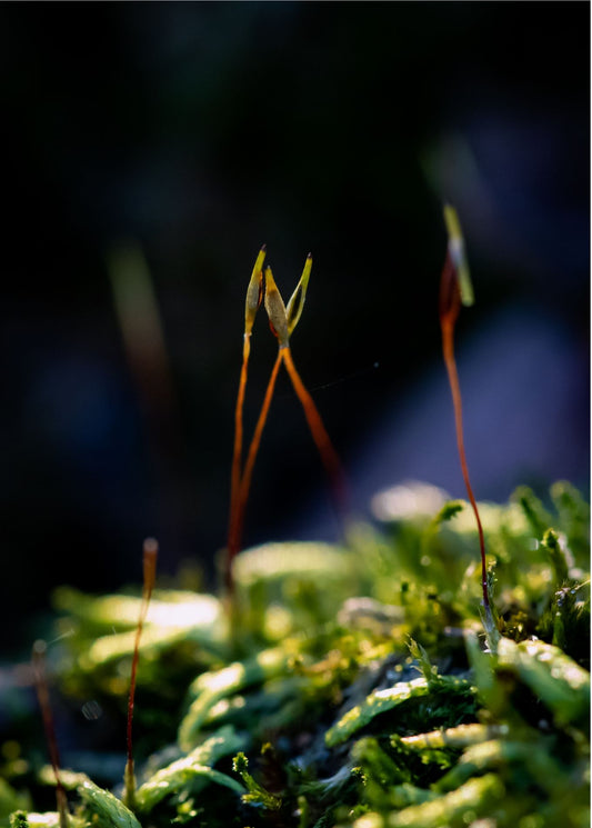 Moss Sporophyte Glow Archival Quality Photograph